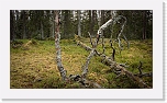 northern taiga-8227 * 1000 x 562 * (856KB)